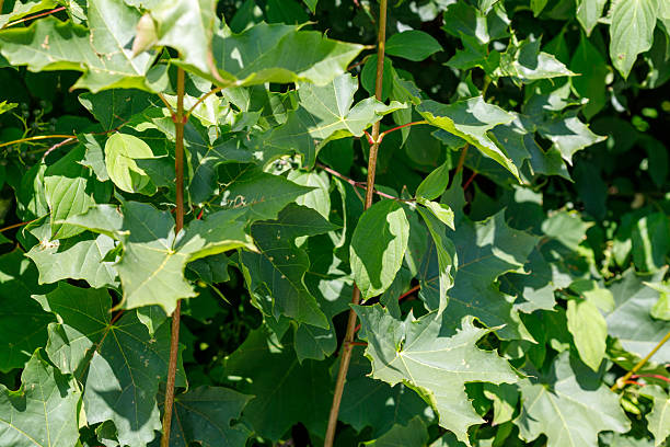 istock Assorted Green Leaves and Brown Stems 2224946980
