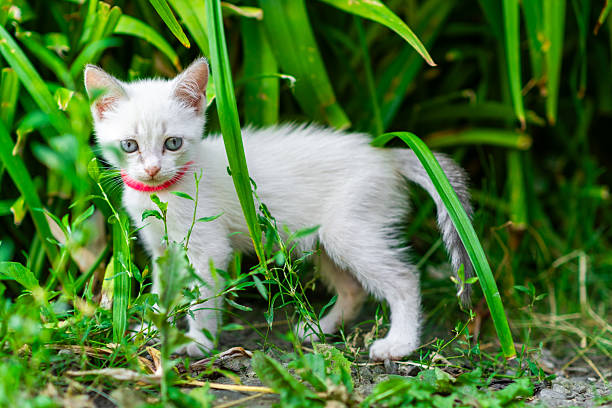 istock A small white kitten with blue eyes and a red collar wanders through a lush green garden filled with plants and grass Its playful demeanor showcases curiosity and exploration 2224946981