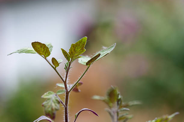 Close-up of organic tomato plant in plant pot at home terrace at Swiss City of Zürich on a sunny spring afternoon. Photo taken May 20th, 2024, Zurich, Switzerland.