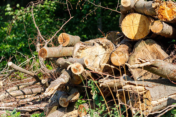 istock Pile of Cut Logs and Branches with Foliage Background 2224947515
