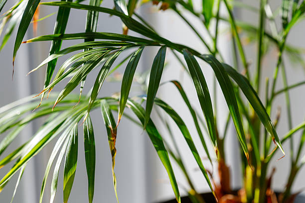 istock Potted Palm Plant with Green Leaves 2224947659
