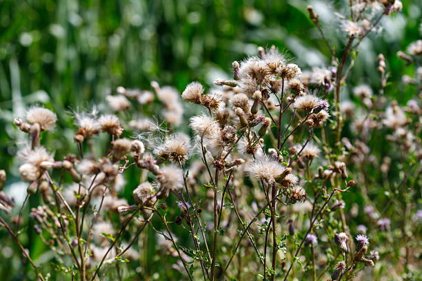 Close-up of thistle seed heads with cottony tufts. Green grass in background. Warm, natural light.