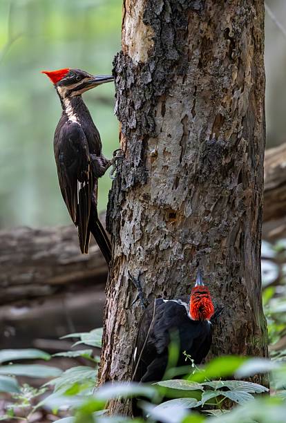 istock Wild Pileated woodpeckers 2224948023