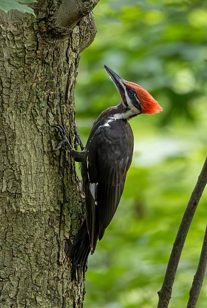 istock Wild Pileated woodpeckers 2224948072