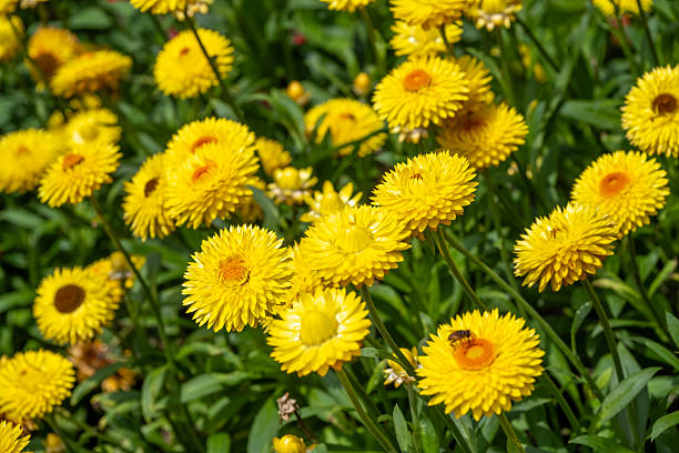 Blooming strawflowers in Summer