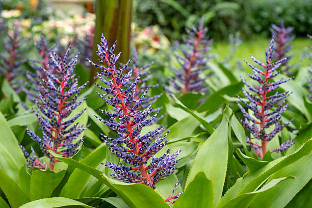 Urn plants in garden