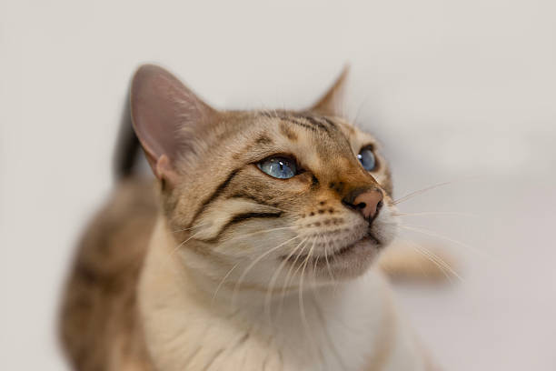 istock Blue eyes Snow Bengal 2224949181