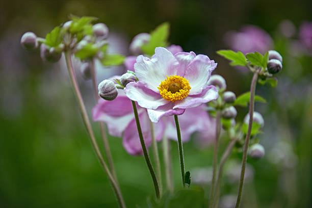 Anemone hupehensis var. japonica 'Konigin Charlotte' - Japanese anemone, thimbleweed, windflower