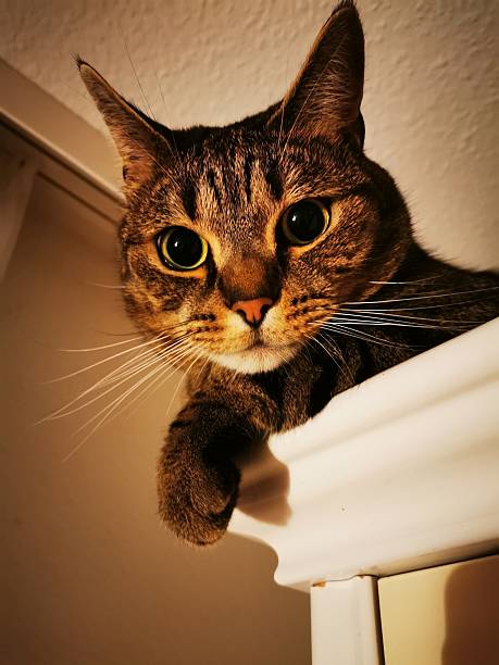 Cat in waking up.