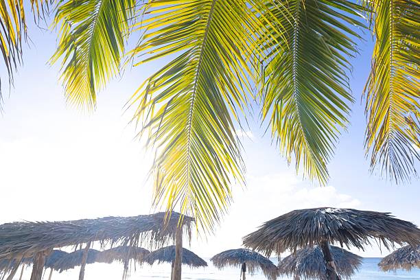 Tropical landscape view featuring vivid green palm leaves and thatched beach umbrellas under a serene blue sky. Captures the essence of relaxation and vacation in a warm and exotic seaside setting.