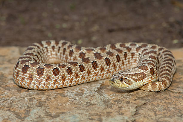 istock Western Hognose Snake (Heterodon nasicus), also called a Plains Hognose Snake 2224953009
