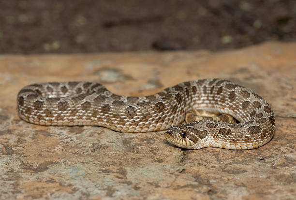 istock Western Hognose Snake (Heterodon nasicus), also called a Plains Hognose Snake 2224953987