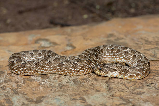 istock Western Hognose Snake (Heterodon nasicus), also called a Plains Hognose Snake 2224954107