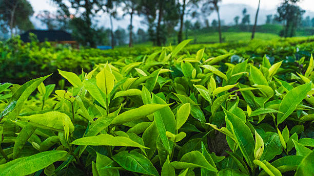 istock Close-up of tea leaves in Ciwidey, West Java. 2224958954