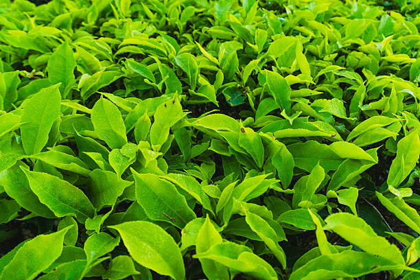 istock Close-up of tea leaves in Ciwidey, West Java. 2224959504
