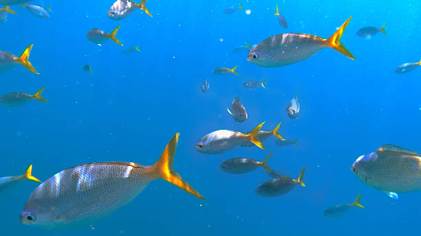 istock Snorkeling with Fish in Palau 2224963811