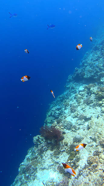 istock Snorkeling View of Big Drop off 2224963833