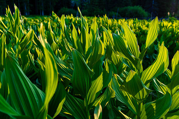 Corn Lily Plant in Montane Zone - Tall green plant growing in wet swampy area in a high mountain meadow. Scientific name: Veratrum viride
