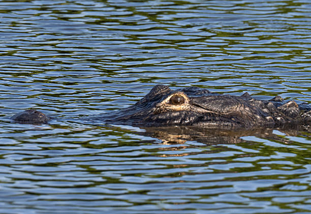 istock American Alligator in Florida 2224966195