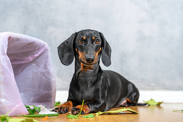 istock Mischievous dachshund with trash bin and leaves indoors 2224966899