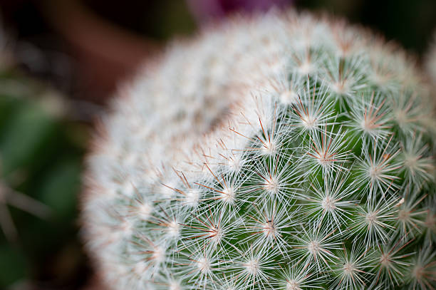 A macro photograph showcasing the intricate pattern of white, hair-like spines covering the surface of a round cactus. The soft focus and natural lighting emphasize the symmetry and texture of the cactus, creating a delicate and visually captivating botanical detail.