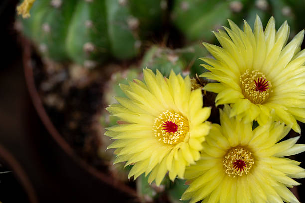 A close-up image of vibrant yellow cactus flowers blooming from a green spiny stem. The soft focus background highlights the bright petals and striking red centers, creating a bold contrast and emphasizing the beauty of desert flora in a studio-like setting.