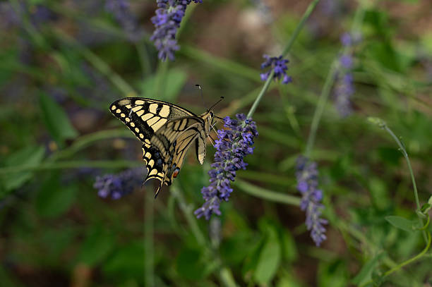 A close-up view of a swallowtail butterfly delicately perched on a lavender flower, feeding with its proboscis. The soft purple blossoms contrast beautifully with the butterfly’s intricate yellow and black wing patterns, set against a blurred green background that emphasizes the natural elegance of the scene.