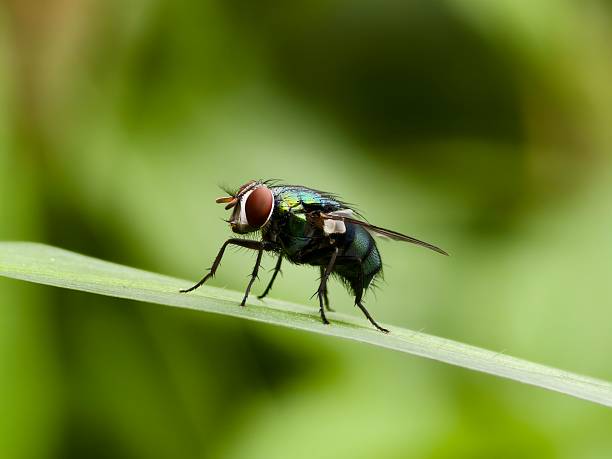 istock Green fly or Lucilia sericata on a leaf with a blurry background 2224967960