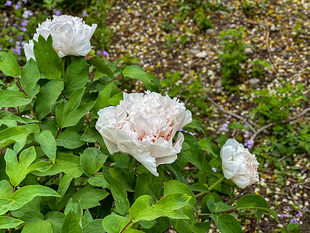 istock Dew-Kissed White Peonies at Dawn 2224970556