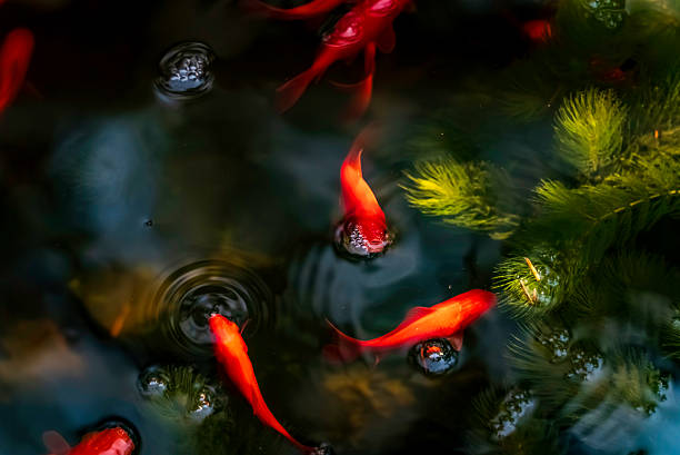 istock Goldfish swimming in the pond 2224978123