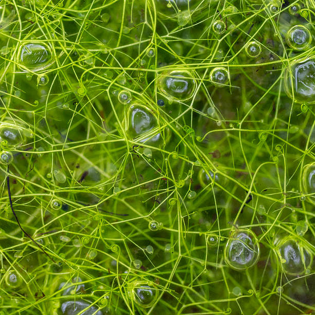 Aquatic free floating bladderwort, Utricularia species. This carnivorous plant has tiny oval bladders about 1 mm wide that use a vacuum to capture microscopic plankton. Large air bubbles trapped between trendrils.