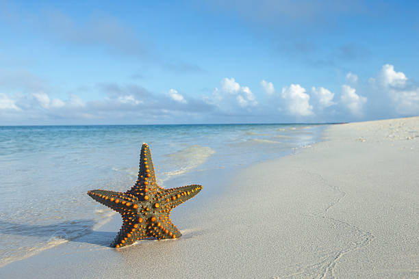 istock Starfish at the tropical beach 2224980862