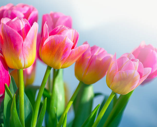 istock Beautiful pink tulip background texture 2224981440