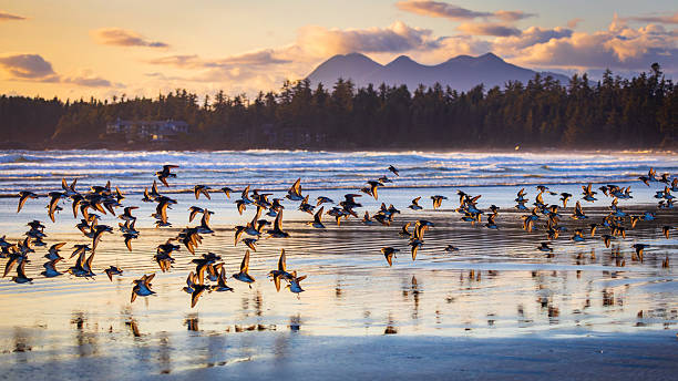 Pacific Rim National Park, British Columbia, Canada