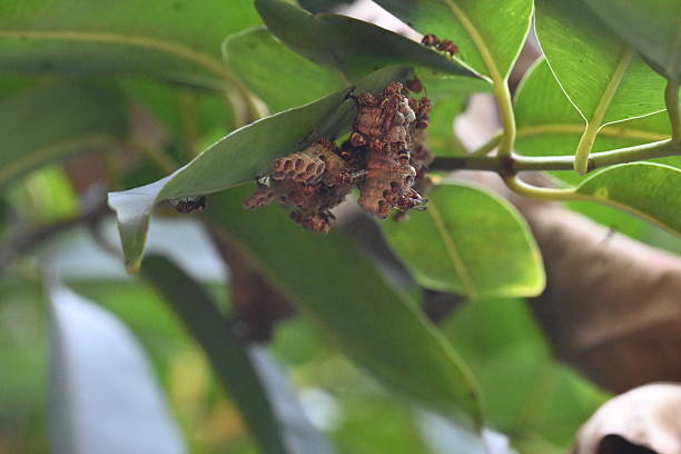 istock Paper wasps building their nest. 2224981796