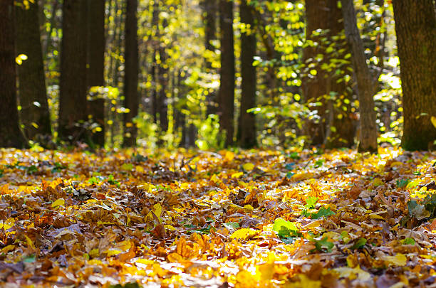Golden autumnal forest with sunbeams