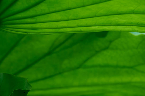 Variations in angle and texture.