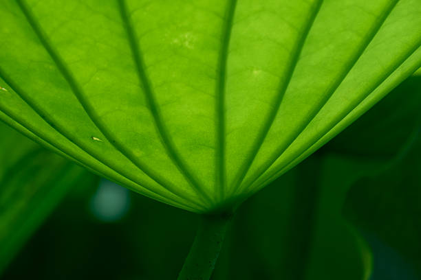 Variations in angle and texture.