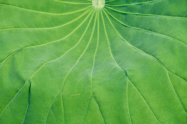 Variations in angle and texture.