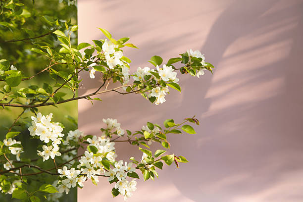 istock Floral arrangement on a soft pink background for spring celebrations 2224985984