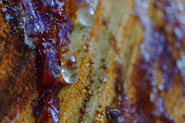 istock Resin dripping from a tree creating a drop reflecting the forest around it 2224989314
