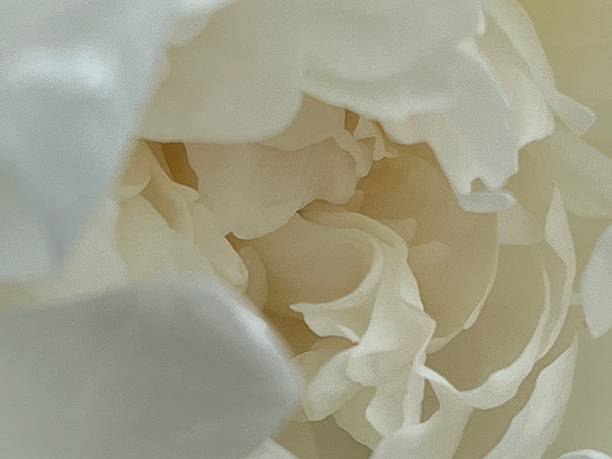 istock Close-up of a white peony 2224989345