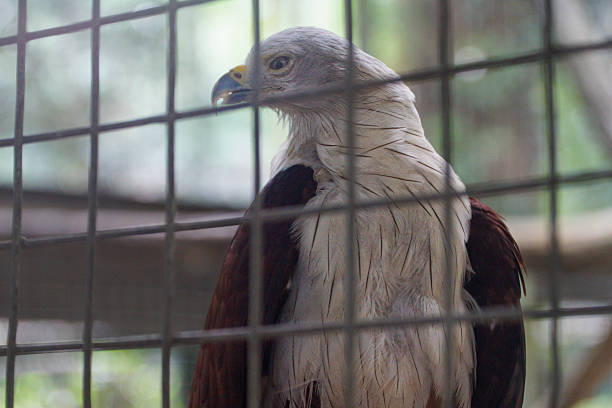 This image captures a Brahminy Kite, also known as a haliaastur indus, behind the bars of a cage. The bird of prey is seen in captivity, its plumage contrasting against the metal bars.