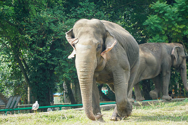 istock Two elephants in a green environment with a bird enjoying the peaceful scenery elephant natural 2224992629