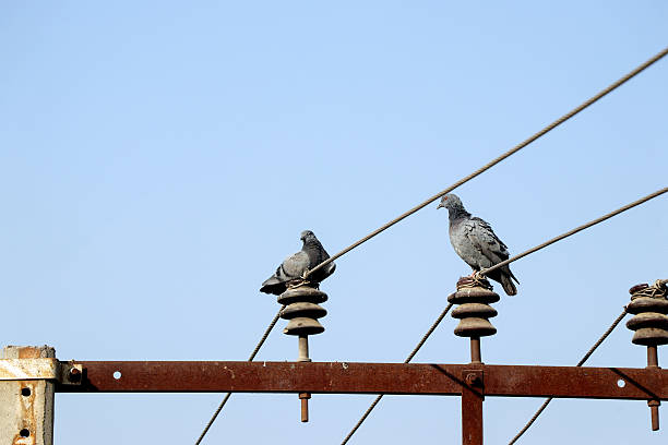 istock Two Pigeons Resting on Power Insulators Under Clear Sky 2224995444