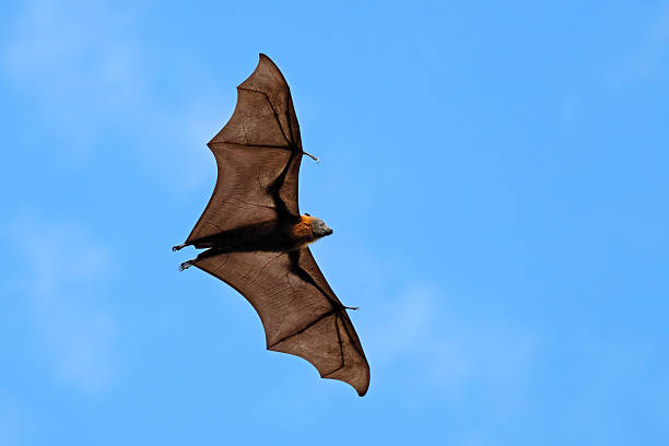 istock A grey-headed flying fox (Pteropus poliocephalus) in flight with open wings, South Australia 2224996386