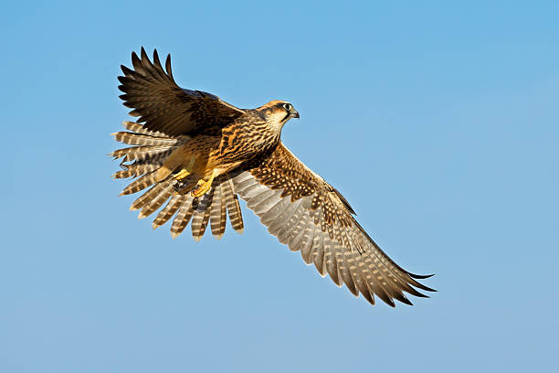 istock A lanner falcon (Falco biarmicus) in flight against a clear blue sky, South Africa 2224996388