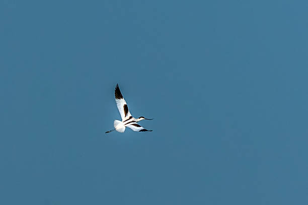 The pied avocet is a large black and white wader in the avocet and stilt family, Recurvirostridae. They breed in temperate Europe and across the Palearctic to Central Asia then on to the Russian Far East.