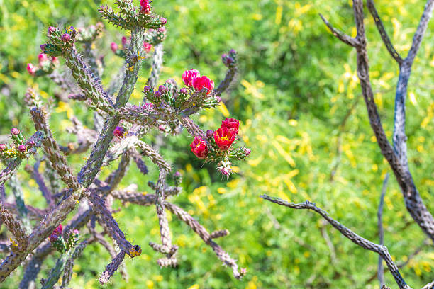 istock A flowering cactus in Tucson, Arizona 2225000183