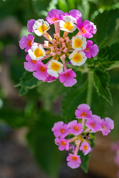 istock A flowering plants in Tucson, Arizona 2225000268